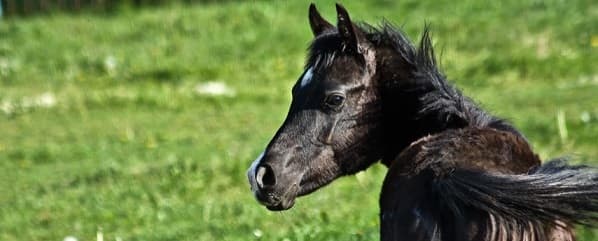 Sesión de intervención asistida con caballos de la Asociación Ikiriki en la Hípica del Zaldiaran