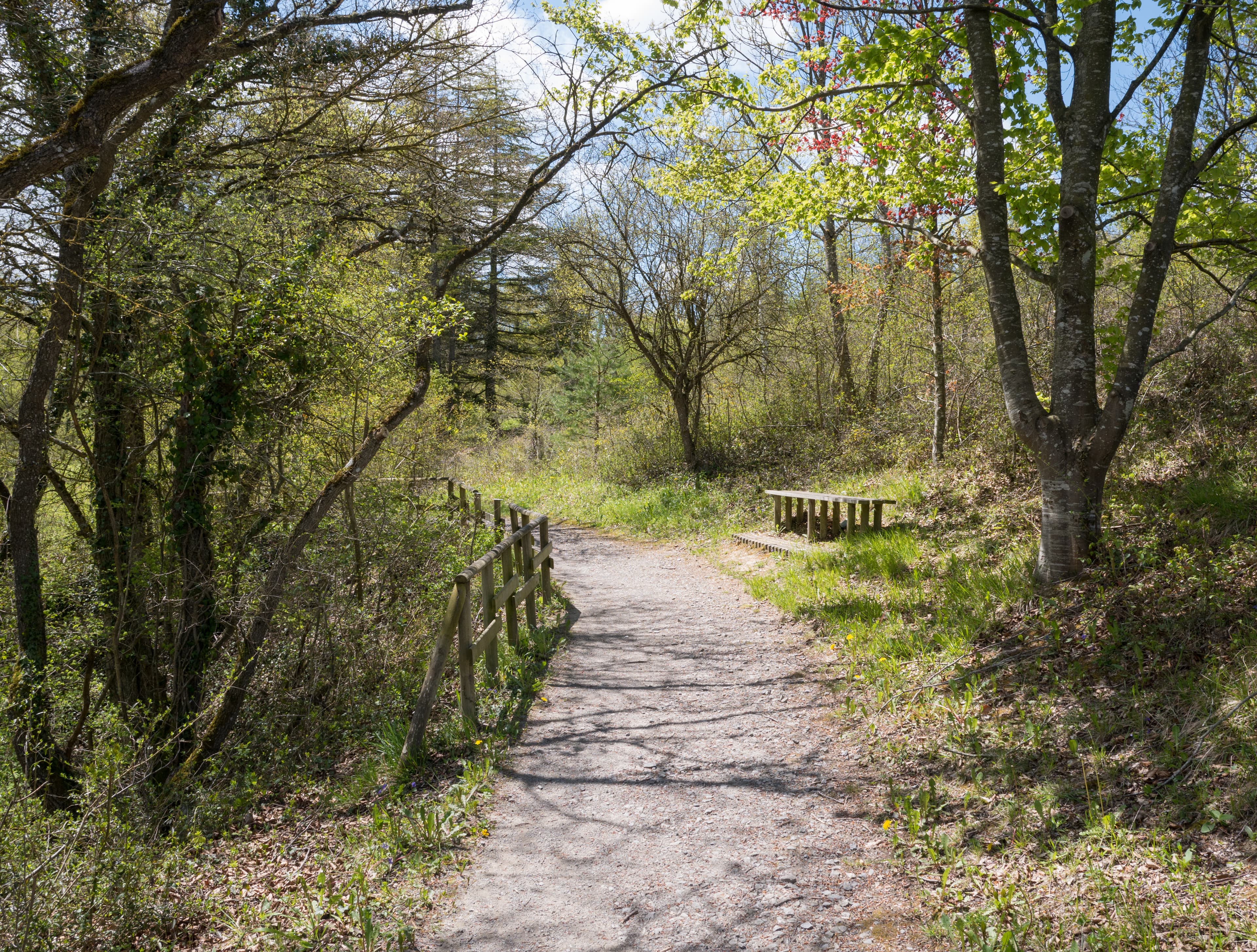 Camino entre quejigos en el Bosque de Armentia, Vitoria-Gasteiz