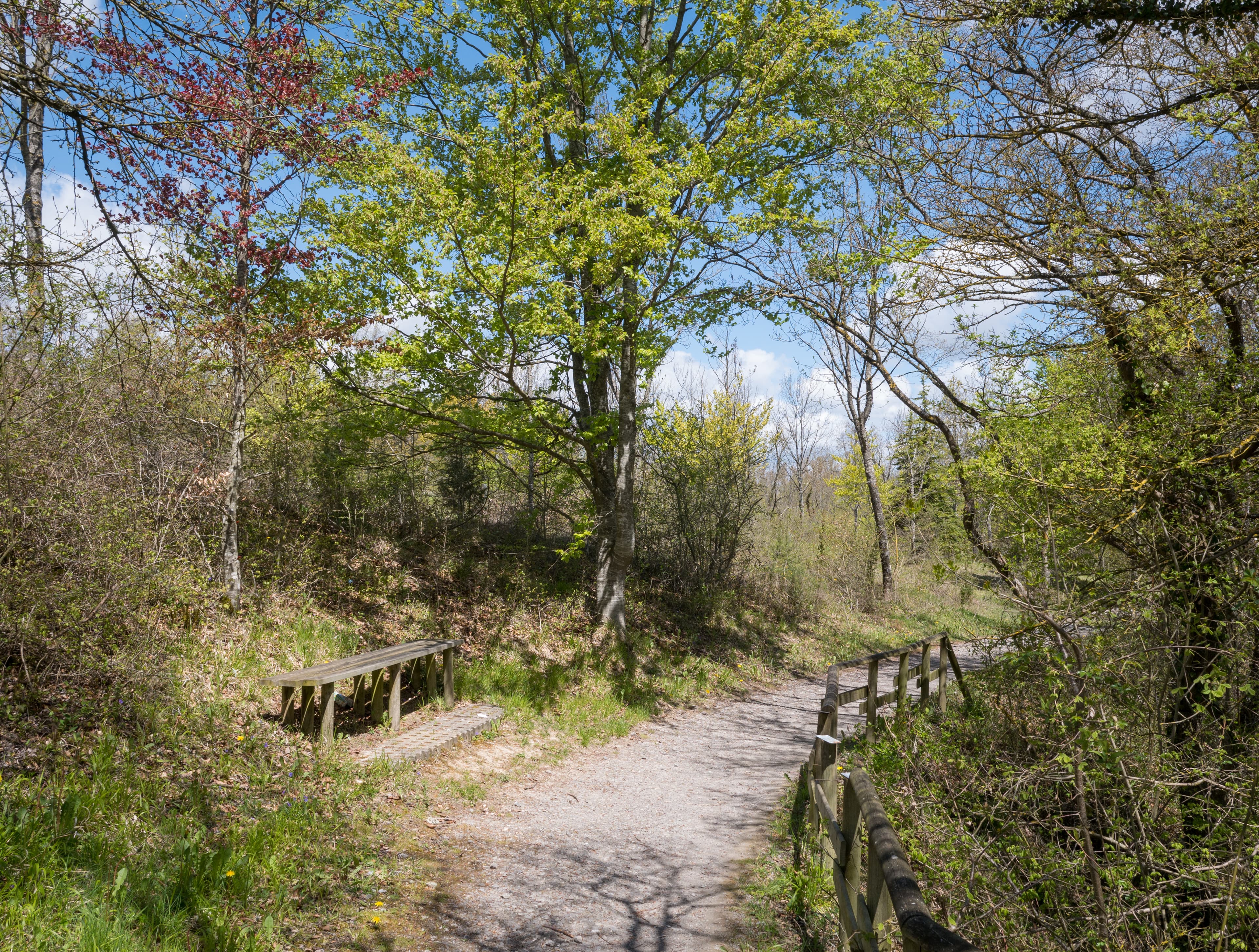 Sendero entre quejigos en el Bosque de Armentia, Vitoria-Gasteiz
